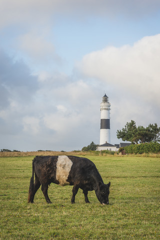 Deutschland, Sylt, Kampen, Blick zum Leuchtturm 'Rotes Kliff' mit grasender Kuh im Vordergrund, lizenzfreies Stockfoto