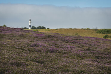 Germany, Sylt, Kampen, view to light house with Braderup Heath in the foreground - KEBF000243