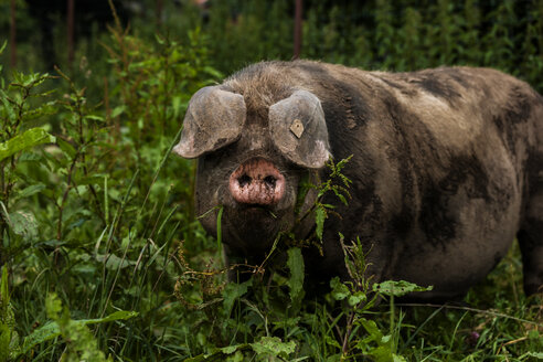 Deutschland, Bayern, Otterfing, Domstic Schwein, alte Rassen auf Archehof Schlickenrieder - TCF004826