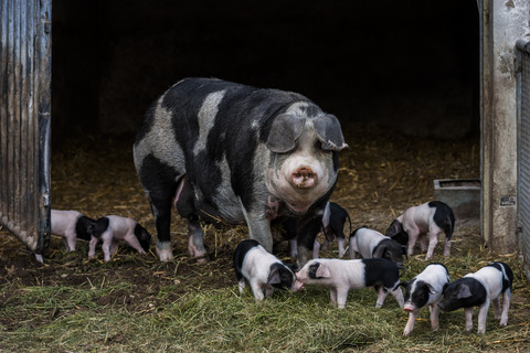 Deutschland, Bayern, Otterfing, Domstic-Schweine, alte Rassen auf dem Archehof Schlickenrieder, lizenzfreies Stockfoto