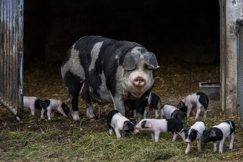 Deutschland, Bayern, Otterfing, Domstic-Schweine, alte Rassen auf dem Archehof Schlickenrieder - TCF004825