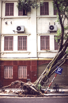 Vietnam, Hanoi, umgestürzter Baum auf der Straße nach Taifun - EHF000140
