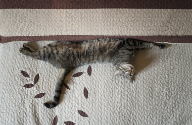 Tabby cat stretching and resting on bed at home - RAEF000294