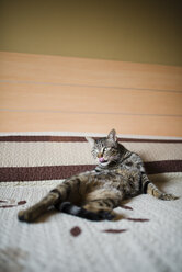 Tabby cat lying on bed licking snout - RAEF000293