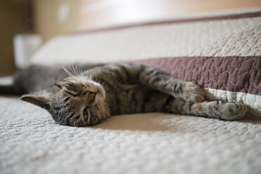 Tabby cat relaxing on bed - RAEF000292