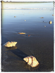 Neuseeland, Nordinsel, Waihi Beach, Strandläufer am Strand - GWF004384