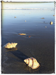 New Zealand, North Island, Waihi Beach, seashelss on beach - GWF004384