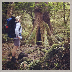 Neuseeland, Nordinsel, Te Urewera National Park, Regenwald, Wanderer schaut auf Baum - GWF004389