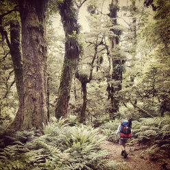 Neuseeland, Nordinsel, Te Urewera National Park, Regenwald, Neuseeländischer Urwald, Wanderer auf dem Weg - GWF004390