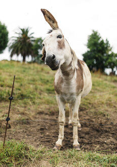 Portrait of a donkey - MGOF000449