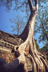 Kambodscha, Angkor Thom, Baum beginnt, die Ruinen zu erobern - EHF000116