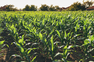 Corn field - BZF000197