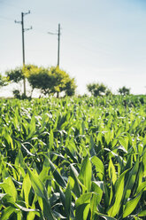 Corn field - BZF000199