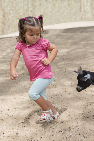 Little girl running away from a goat stock photo