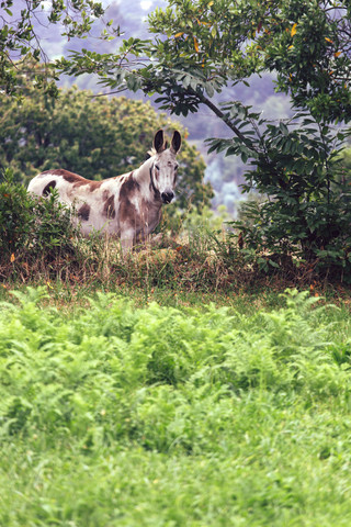 Spain, Gijon, portrait of a donkey stock photo