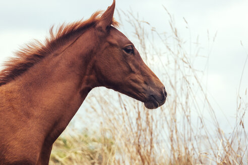 Portrait of a foal - MGOF000454