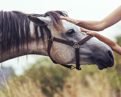 Die Hände einer Frau und eines kleinen Mädchens streicheln ein Pferd - MGOF000463
