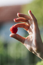 Woman's hand holding raspberry - BZF000200