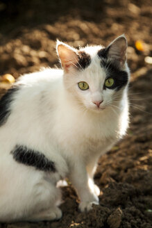 Porträt einer Katze mit grünen Augen - BZF000201