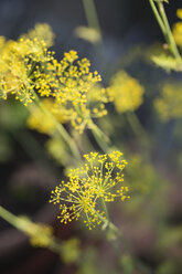 Blossom of dill - MYF001105