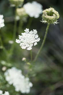 Blüte der wilden Karotte - MYF001103
