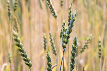 Spelt field, spelt, spikes - DWIF000570