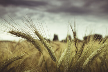 Barley field, Hordeum vulgare, close up - DWIF000569