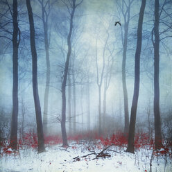 Foggy winter forest, digitally manipulated - DWI000568