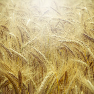 Gerstenfeld, Hordeum vulgare, Nahaufnahme - DWIF000565