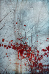 Red autumn leaves and flying birds, digitally manipulated - DWIF000562