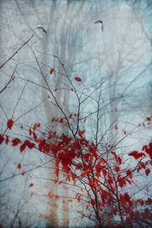 Rote Herbstblätter und fliegende Vögel, digital manipuliert - DWIF000562