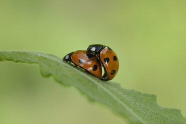 Two copulating seven-spotted ladybirds - MJOF001051