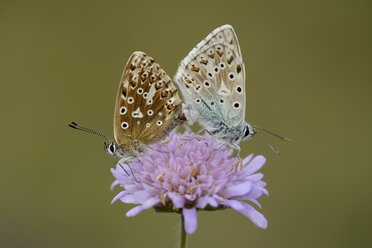 Zwei kopulierende Chalkhill Blue - MJOF001054