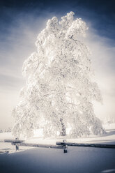 Germany, Baden-Wuerttemberg, Black Forest, Schliffkopf, snow-covered tree and fence - PUF000431