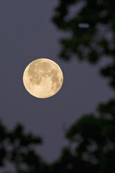 Germany, full moon in the morning - UMF000786