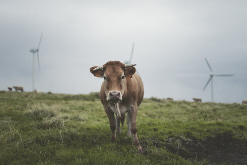 Spanien, Ortigueira, Porträt einer Kuh auf der Weide mit Windrädern im Hintergrund - RAEF000340