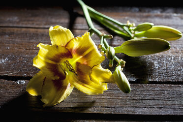 Braun-gelbe Taglilie, Hemerocallis, auf Holz - CSF026273