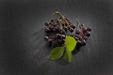Chokeberries, Aronia, on slate - CSF026252