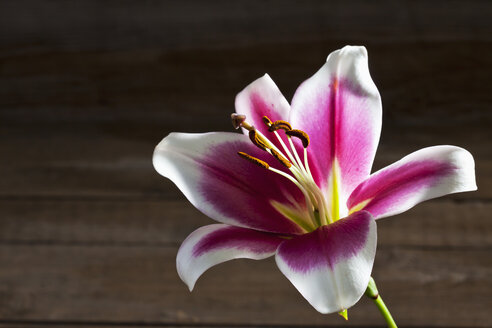 Blüte der rosa-weißen Lilie, Lilium - CSF026255