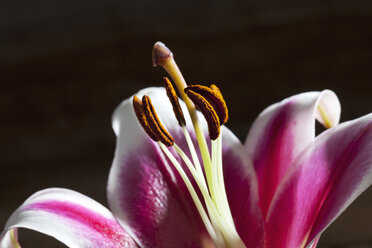 Blossom of pink white lily, Lilium, close up - CSF026256