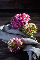 Rosa Hortensie, Hydrangea, auf grauem Tuch - CSF026258