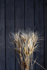 Barley, Hordeum vulgare, and rye, Secale cereale, on wood - CSF026245