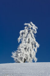 Deutschland, Bayern, Baum im Winter - MAEF010979