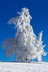 Deutschland, Bayern, Bäume im Winter - MAEF010978