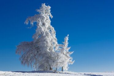 Deutschland, Bayern, Bäume im Winter - MAEF010977