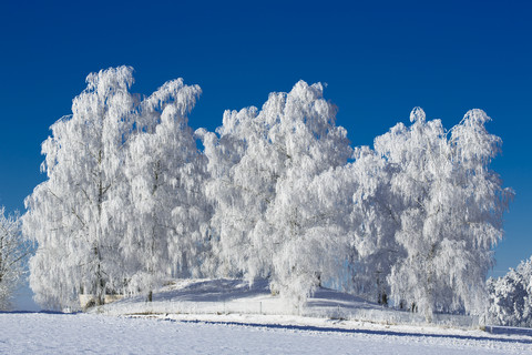 Deutschland, Bayern, Bäume im Winter, lizenzfreies Stockfoto