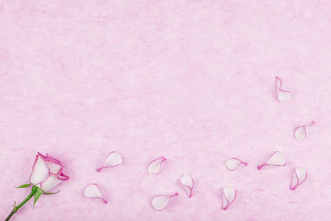 Rose pedals on pink tissue paper, copy space stock photo