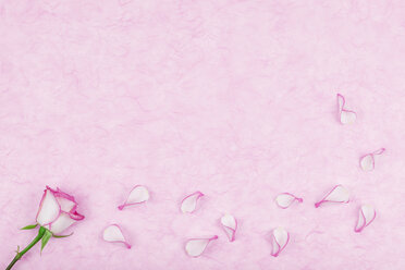 Rosenblüten auf rosa Seidenpapier, Kopierraum - GWF004374