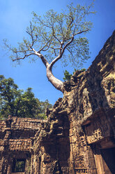 Ein Baum beginnt, die Ruinen von Angkor Thom in Kambodscha zu erobern - EHF000177