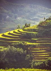 Vietnam, Sa Pa, terraced fields - EHF000178